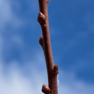 Figure 1. Dormant rabbiteye blueberry flower (the three larger on the left side of the branch) and leaf (one smaller on the right side) buds.