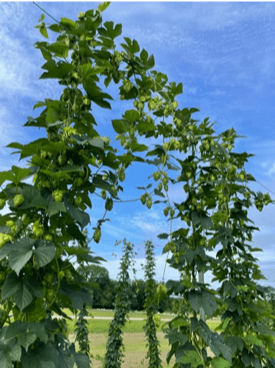 Hops growing on a trellis