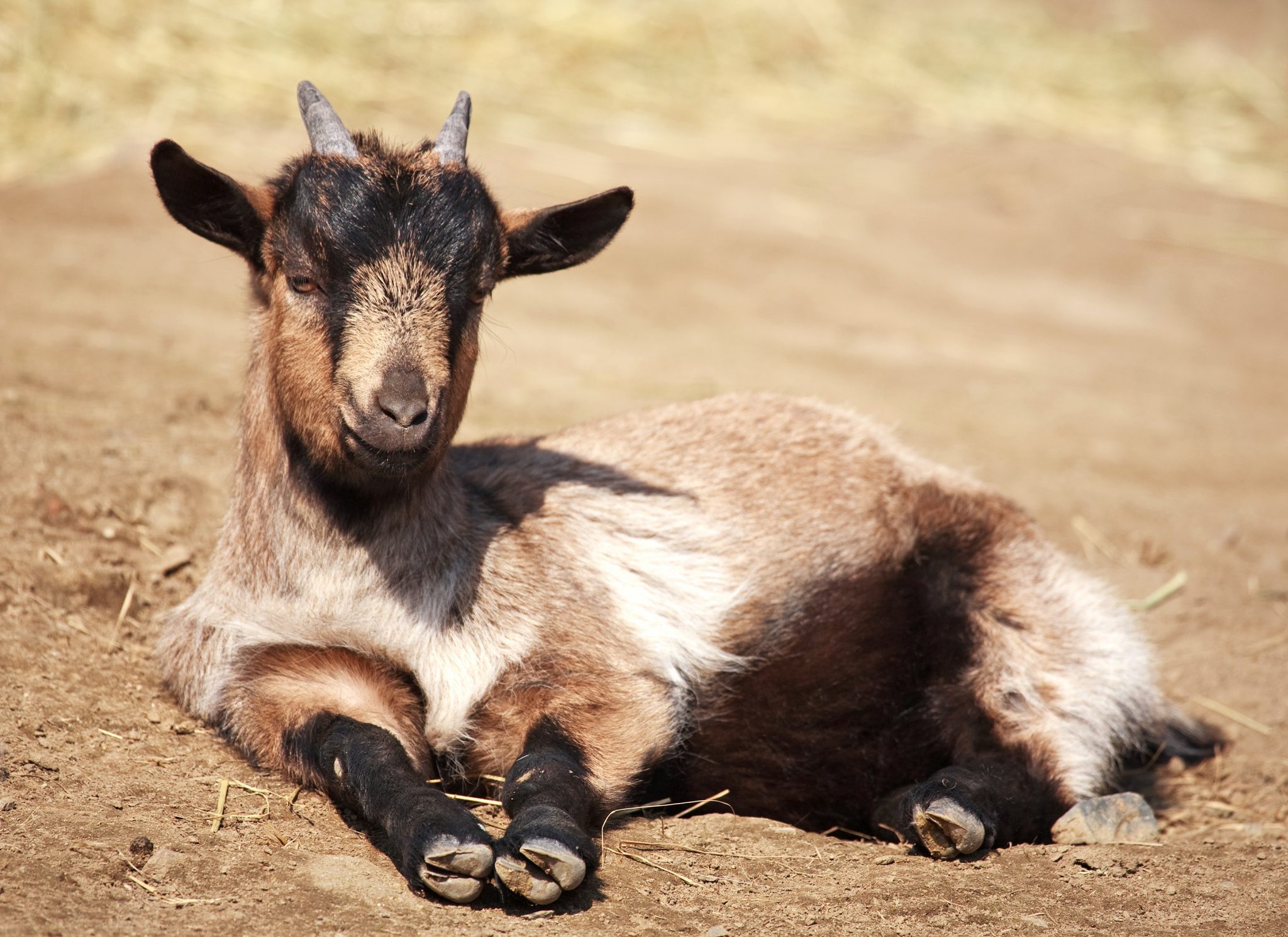 A goat kid laying on the ground.