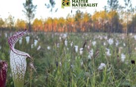 Image of Alabama native grassland with Alabama Master Naturalist Alabama Extension logo.