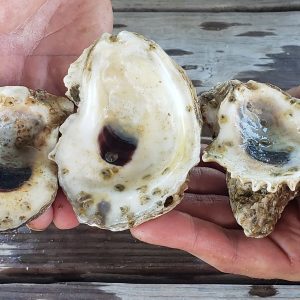 oysters