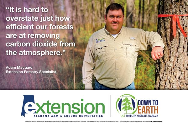 "It is hard to overstate just how efficient our forests are at removing carbon dioxide from the atmosphere." – Adam Maggard, Extension Forestry Specialist