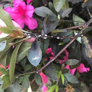 Figure 3. Azalea photo taken from one angle.