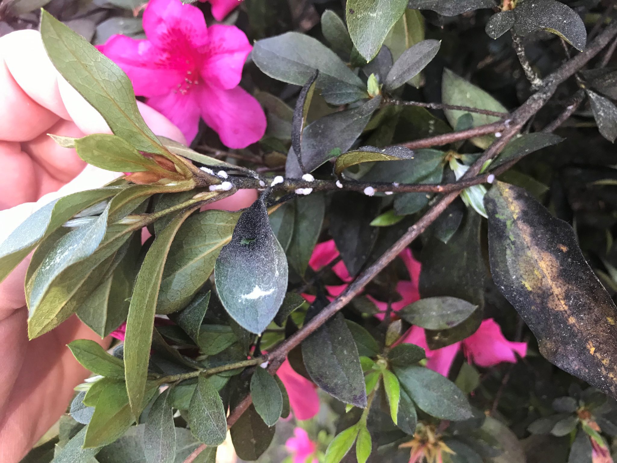 Figure 3. Azalea photo taken from one angle.