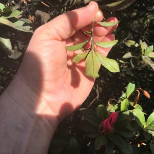 Figure 4. Azalea photo taken from a different angle.