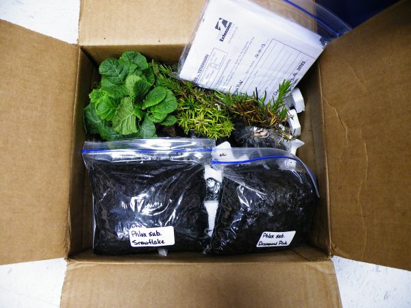 Figure 1. Good packaging of plant sample.