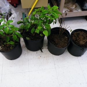 Figure 4b. Whole plant samples
