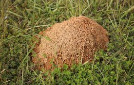 Fire ant mound