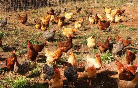 Flock of Free-range Chickens on Small Farm