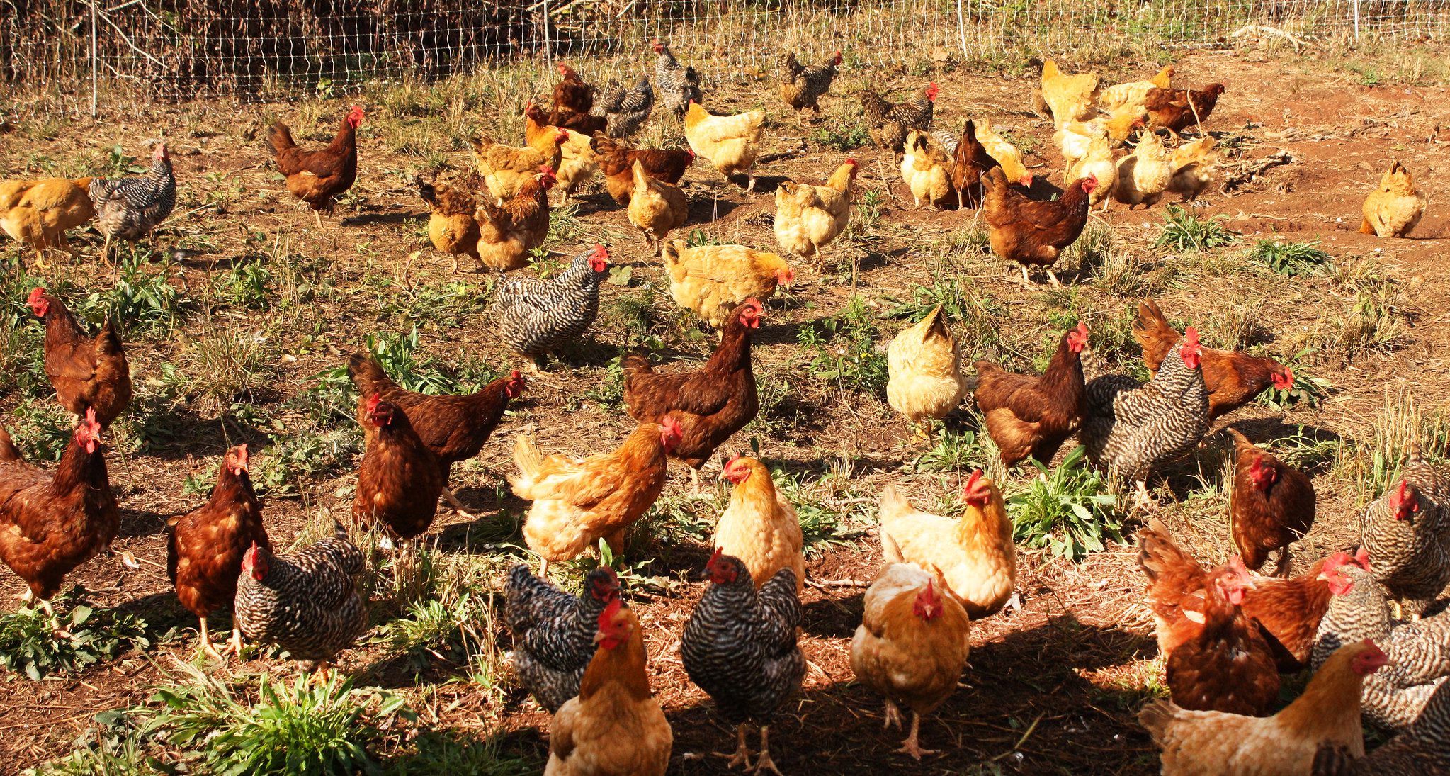 Flock of Free-range Chickens on Small Farm