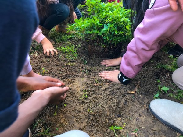 students planting encore azaleas