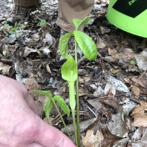 Figure 7. Jack-in-the-pulpit (Arisaema triphyllum)
