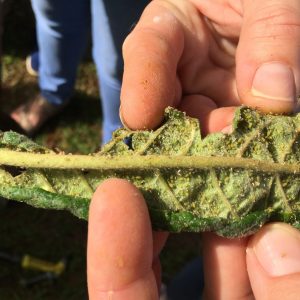 Figure 5. Underside of a loquat (Eriobotrya japonica) leaf with aphid species