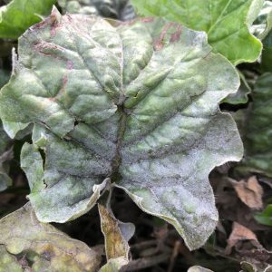 Figure 9. Close-up of gerbera daisy (Gerbera jamesonii) with powdery mildew (Erysiphe cichoracearum)
