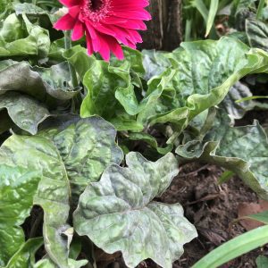 Figure 8. Gerbera daisy (Gerbera jamesonii) with powdery mildew (Erysiphe cichoracearum)