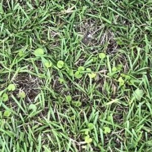 Figure 10. Unidentifiable weed among turf.