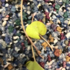 Figure 11. Image of weed is blurred against a busy background.