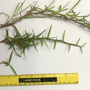 Figure 16. Close-up of centipedegrass (Eremochloa ophiuroides)