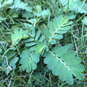 Figure 13. Close-up of chamberbitter (Phyllanthus urinaria)