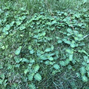 Figure 12. Chamberbitter (Phyllanthus urinaria)