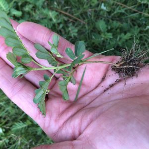 Figure 14. Detailed photo of chamberbitter (Phyllanthus urinaria)