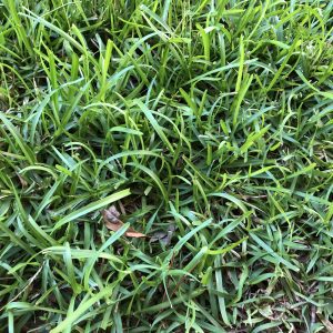 Figure 15. Centipedegrass (Eremochloa ophiuroides)