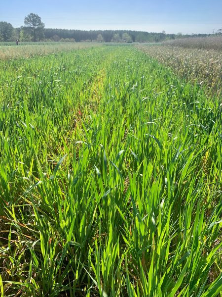 ‘Cosaque’ oats planted in a field