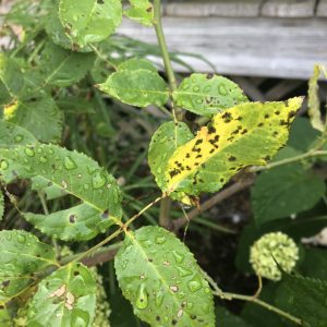 Figure 1. Clear image of plant