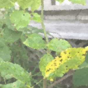 Figure 2. Blurred image of plant