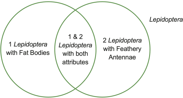 1 Lepidoptera with Fat Bodies. 1&2 Lepidoptera with both attributes. 2 Lepidoptera with Feathery Antennae