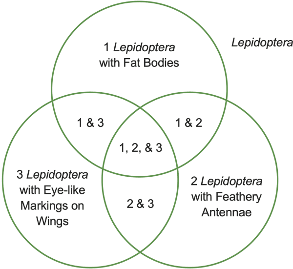 1 Lepidoptera with Fat Bodies. 2 Lepidoptera with Feathery Antennae. 3 Lepidoptera with Eye-like Markings on Wings