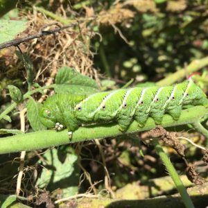 Figure 6. Tobacco hornworm (Manduca sexta) on tomato plant.