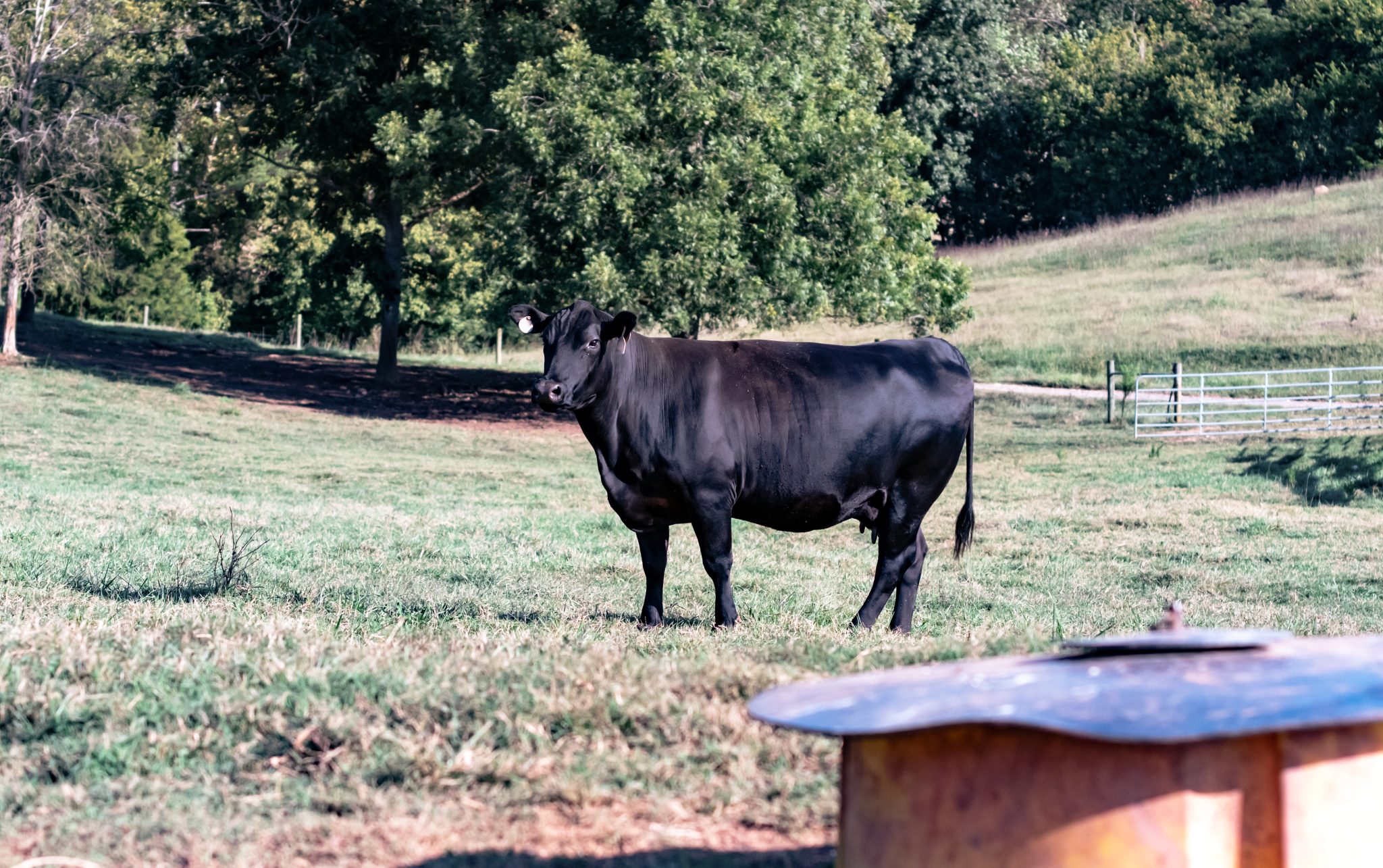 A black angus cow standing near a salt feeder.