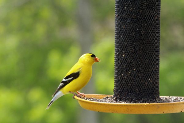 American Goldfinch at a bird feeder