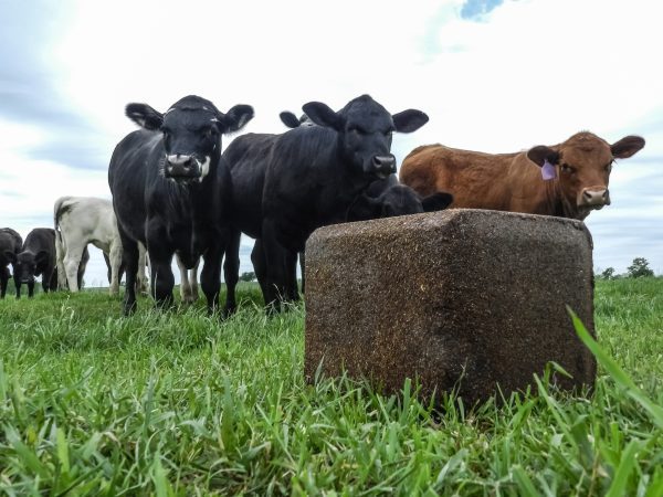 A commercial cattle herd standing near a salt block