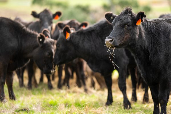 Black angus cattle