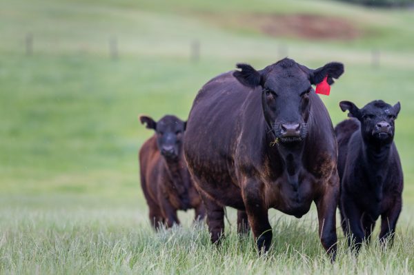 Black angus cow and calves