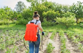 backpack sprayer being used in a garden