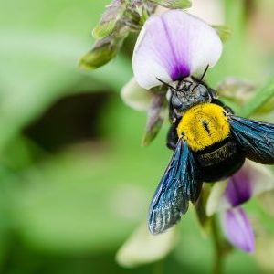 Carpenter bee pollinating a flower