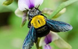 Carpenter bee pollinating a flower