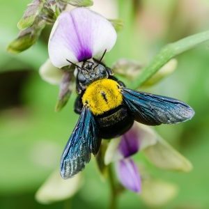 Carpenter bee pollinating a flower