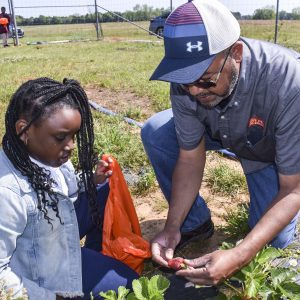 Adult man and young girl examine strawberry
