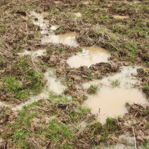 Agricultural Damage from Wild Pigs
