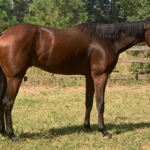 A horse with a BCS of 5. You cannot see the ribs and the neck, shoulders, and withers blend smoothly into the body. Image courtesy of Mississippi Horses Rescue.