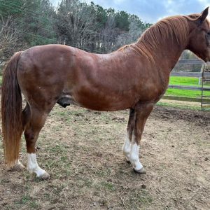 A horse with a BCS of 8-9. This would be an instance where feeling fat deposition can help determine the BCS. The horse has a large amount of fat deposition over the crest of the neck, as well as patchy fat seen around the tailhead and ribs. Image courtesy of Mississippi Horses Rescue.