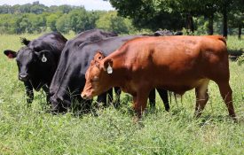 Angus Beef Cattle in Pasture