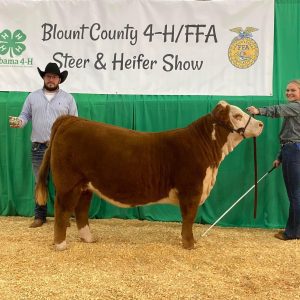Blount Co. Steer and Heifer Show
