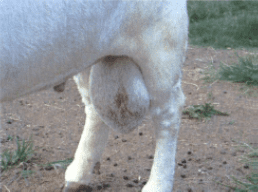 Buck with orchitis, an inflammation of the testicle.