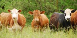 Commercial beef cattle