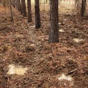 Damage in Pine Forest from Wild Pigs